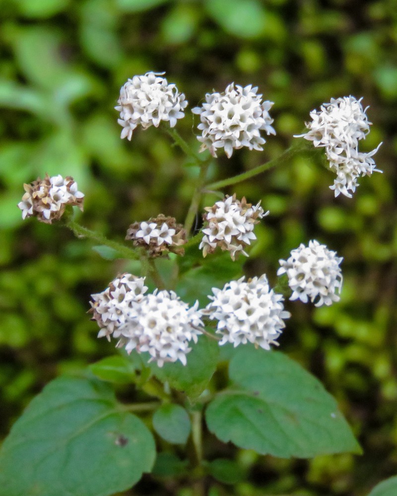 Ageratina tenuis photo 3
