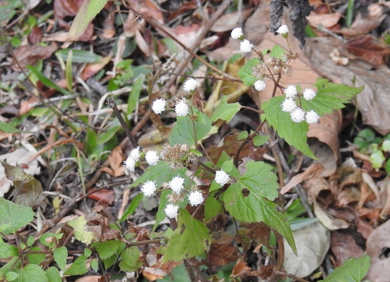 Ageratina tenuis photo 4