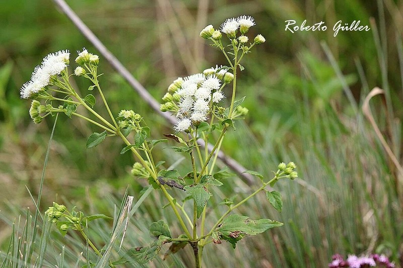 Ageratina tenuis photo 5