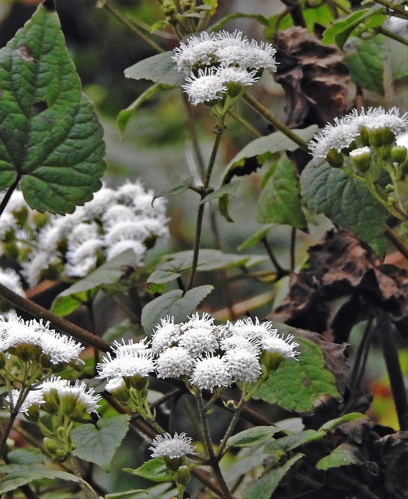 Ageratina tenuis photo 6