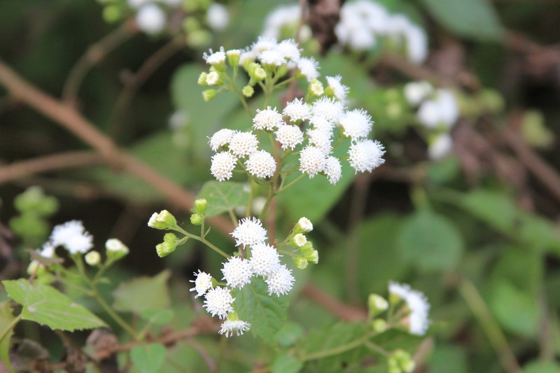 Ageratina tenuis photo 7
