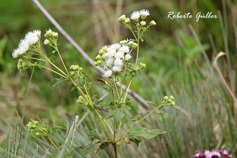 Ageratina tenuis photo 8