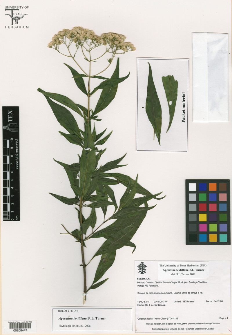 Ageratina textitlana
