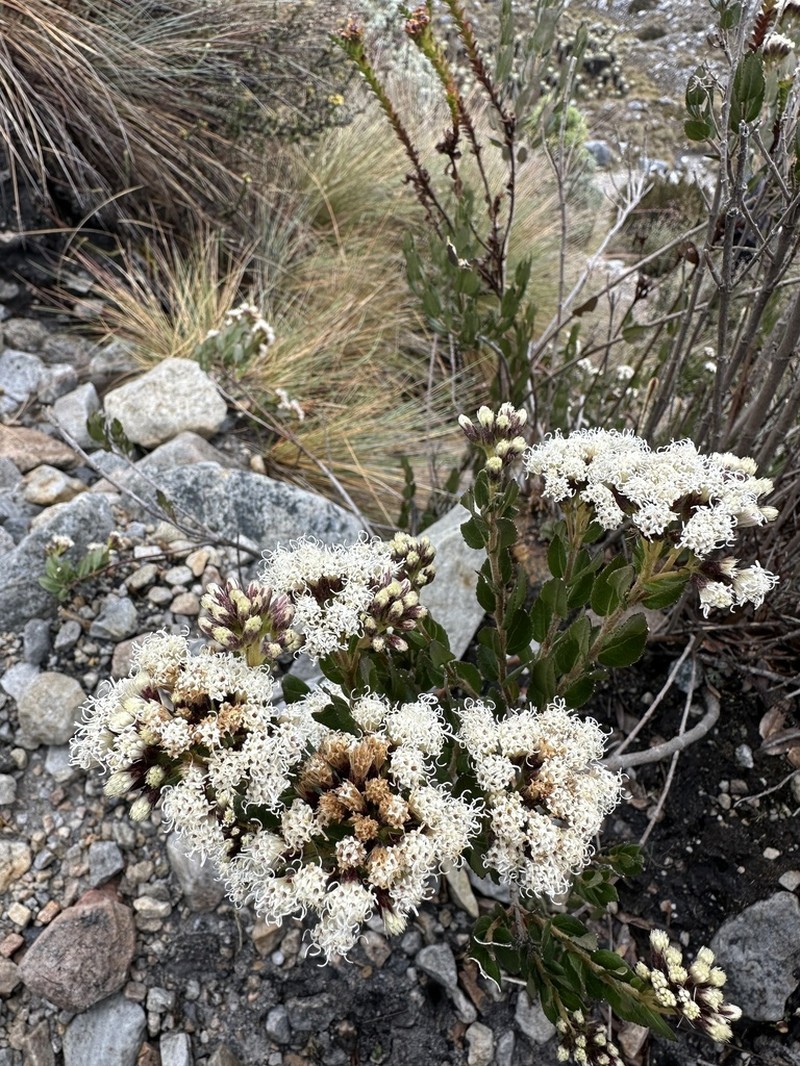 Ageratina theifolia photo 2