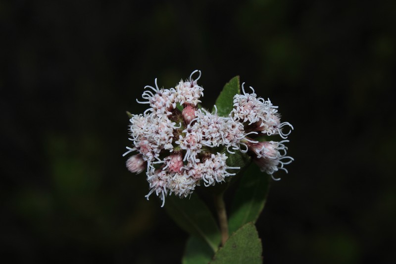 Ageratina theifolia photo 3