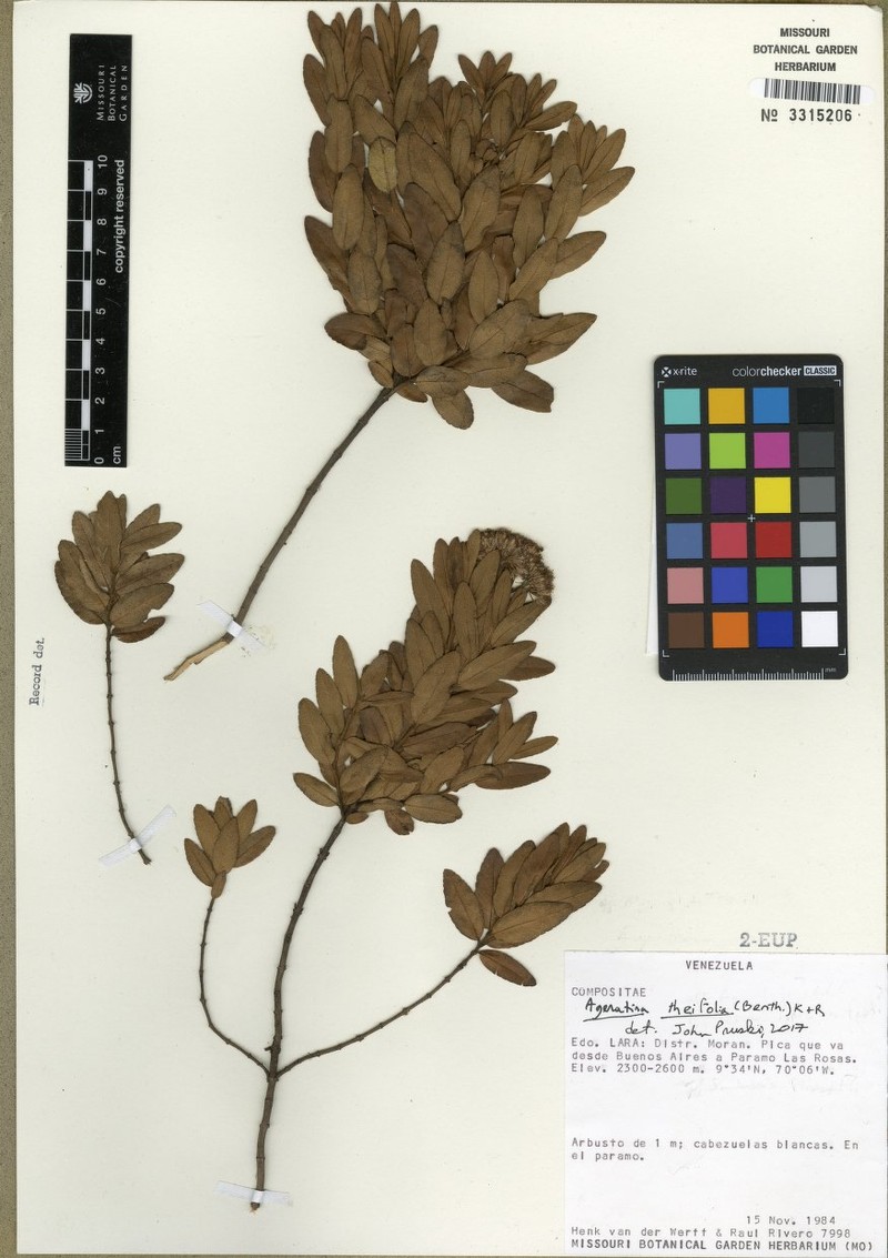 Ageratina theifolia photo 4