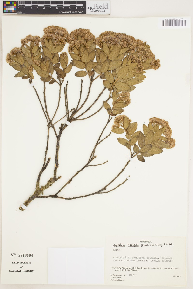 Ageratina theifolia photo 5