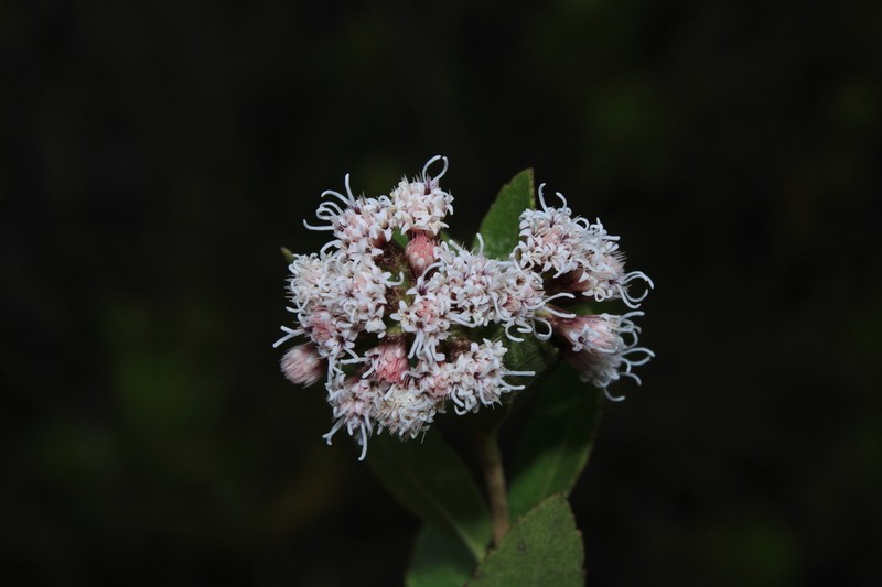 Ageratina theifolia
