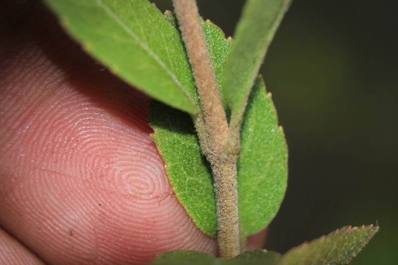 Ageratina theifolia photo 2