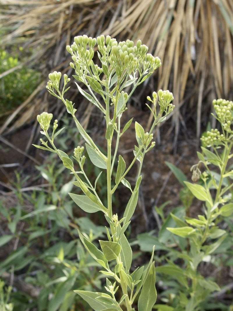 Ageratina thyrsiflora photo 4
