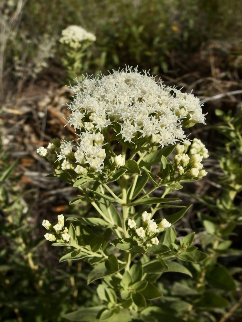 Ageratina thyrsiflora photo 5