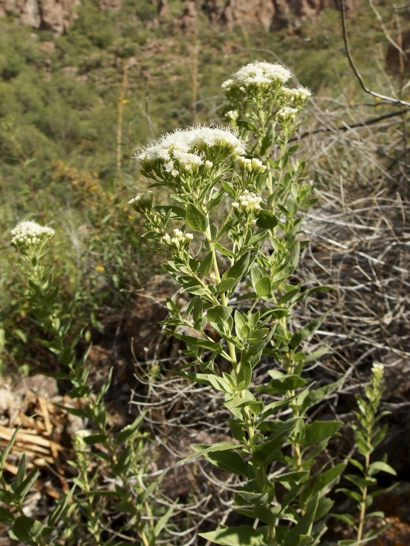 Ageratina thyrsiflora photo 2