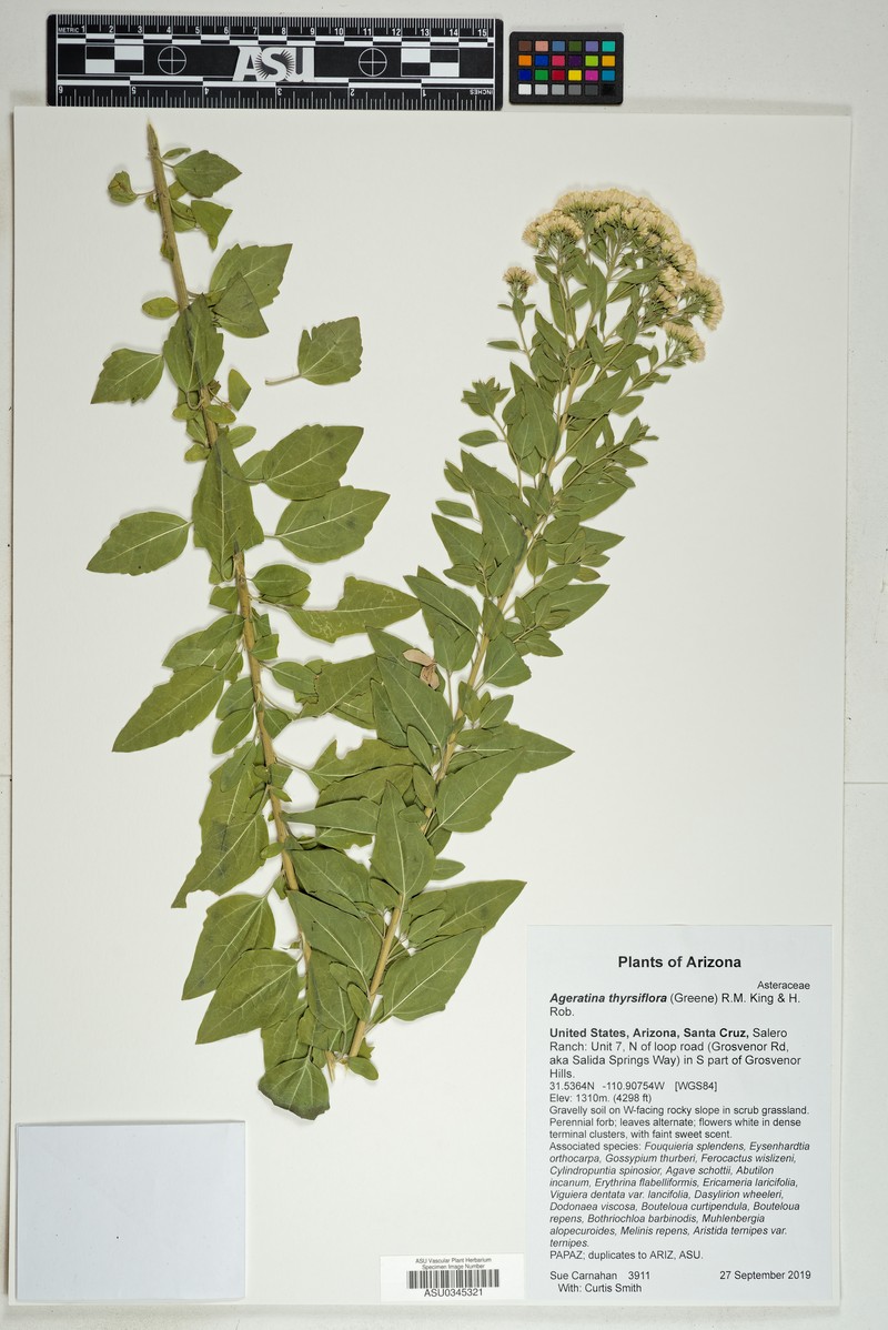 Ageratina thyrsiflora photo 3