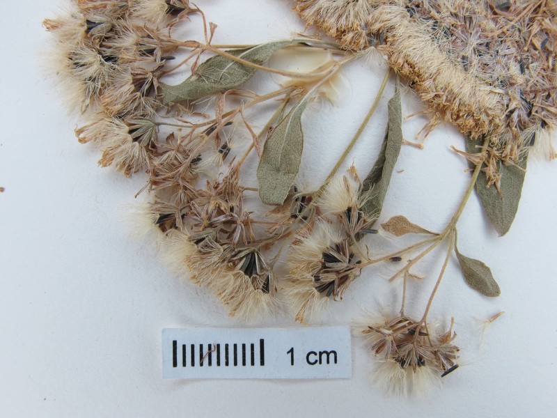 Ageratina thyrsiflora photo 4
