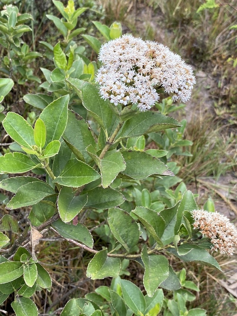 Ageratina tinifolia photo 2