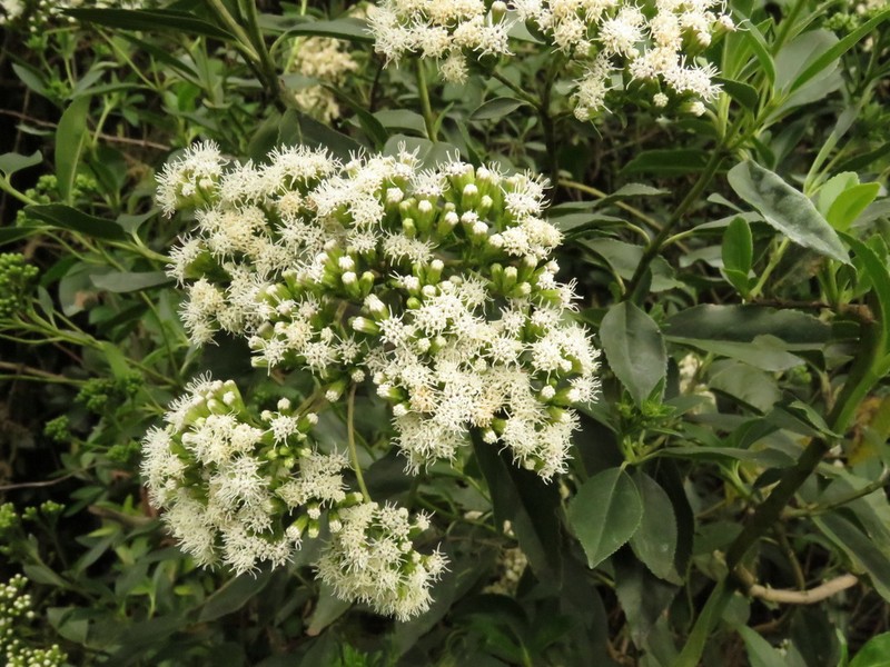 Ageratina tinifolia photo 3
