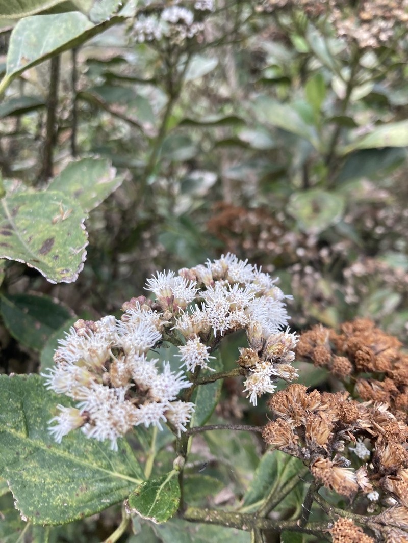 Ageratina tinifolia photo 4