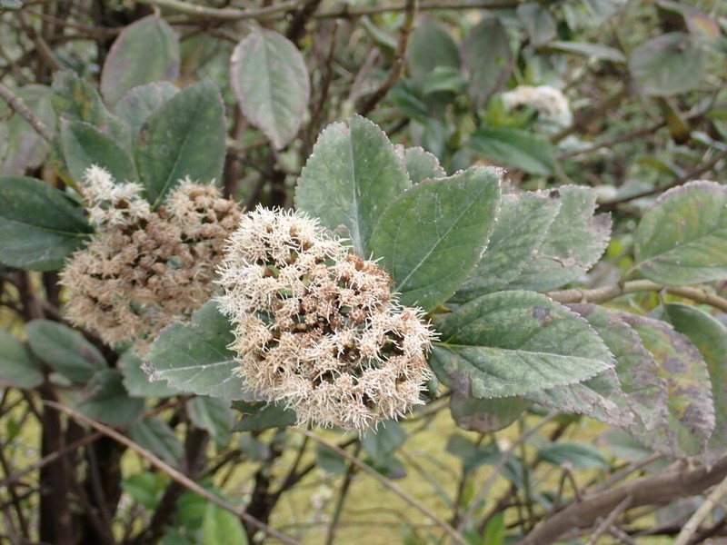 Ageratina tinifolia photo 5