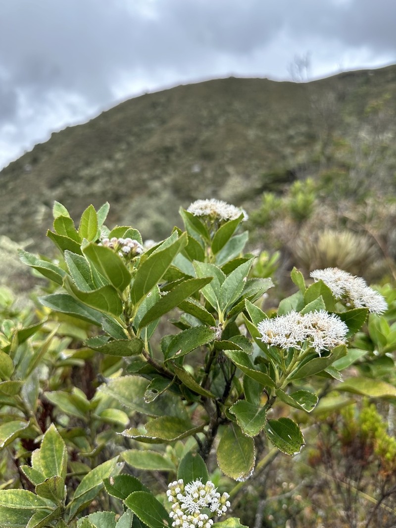 Ageratina tinifolia photo 6