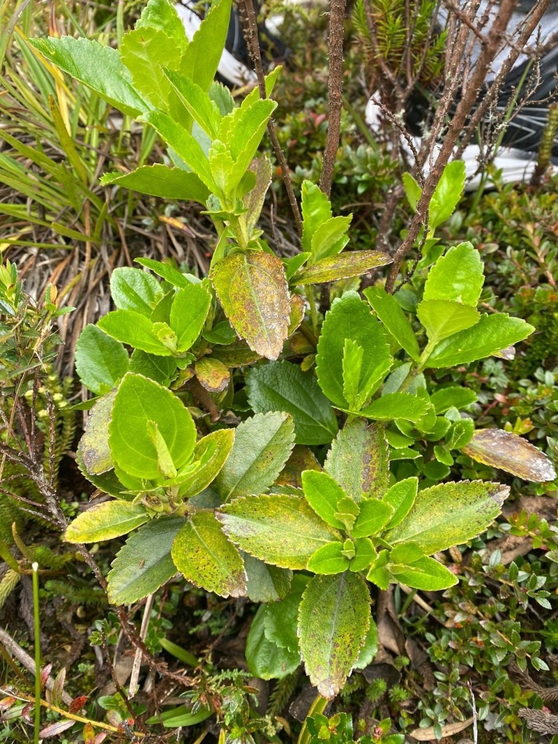 Ageratina tinifolia photo 7