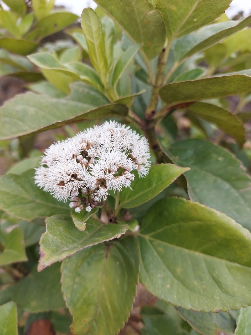 Ageratina tinifolia photo 8