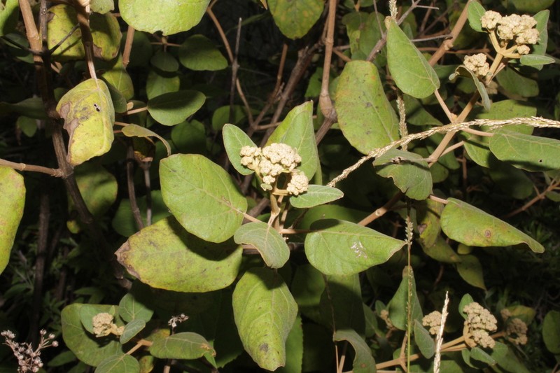 Ageratina tomentella