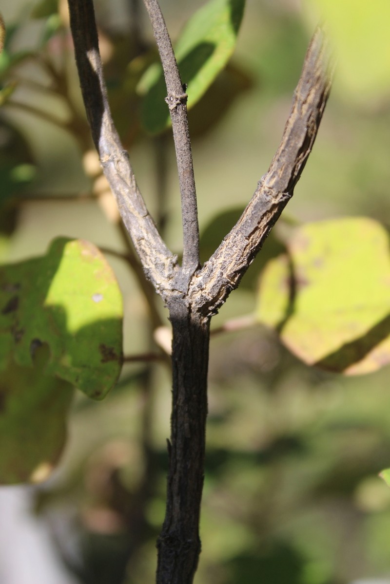 Ageratina tomentella photo 2
