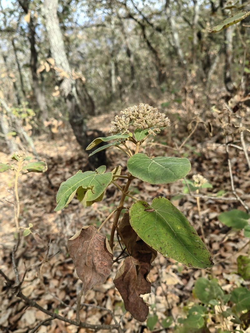 Ageratina tomentella photo 3