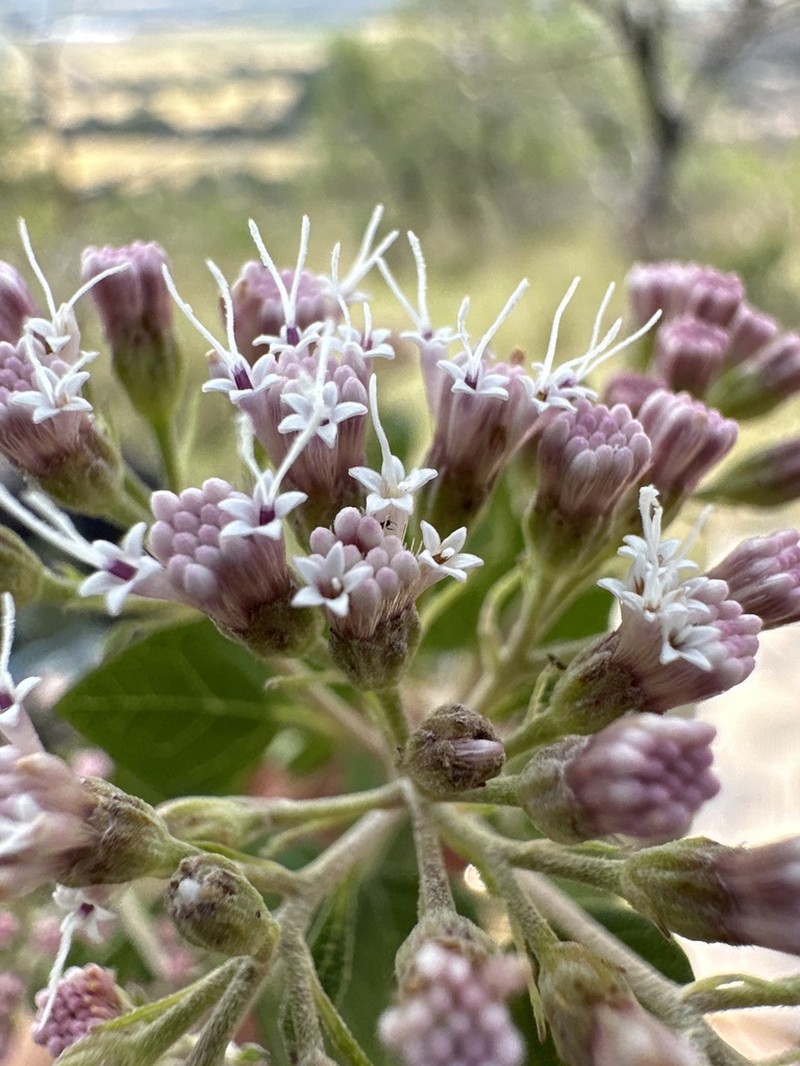 Ageratina tomentella photo 4