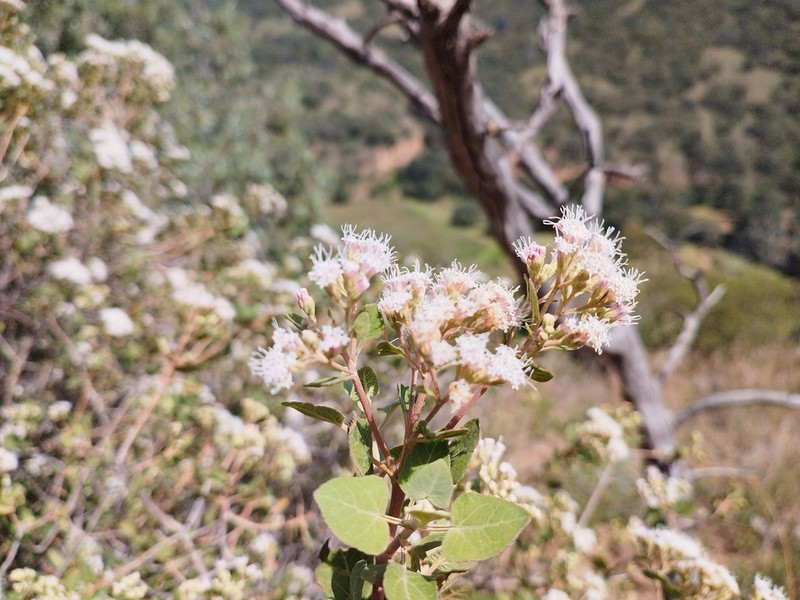 Ageratina tomentella photo 5