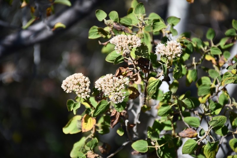 Ageratina tomentella photo 6