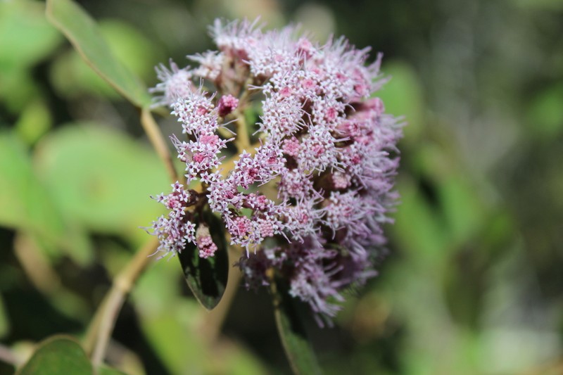 Ageratina tomentella photo 7