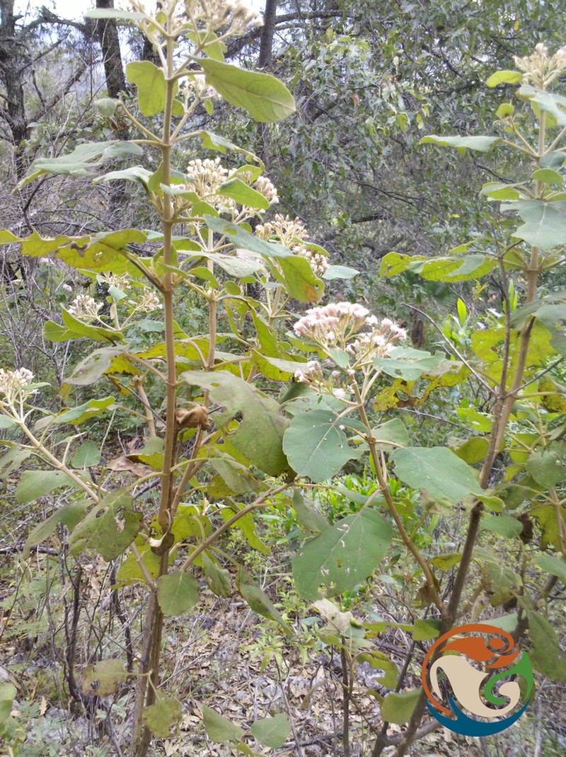Ageratina tomentella photo 8