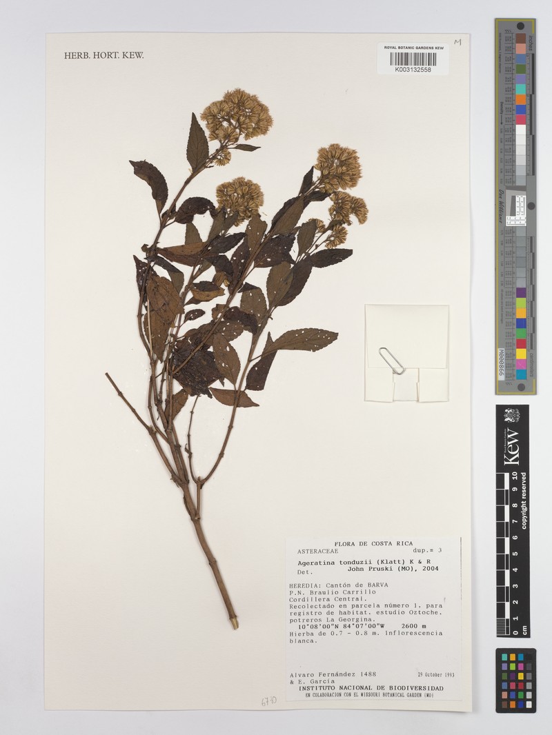 Ageratina tonduzii
