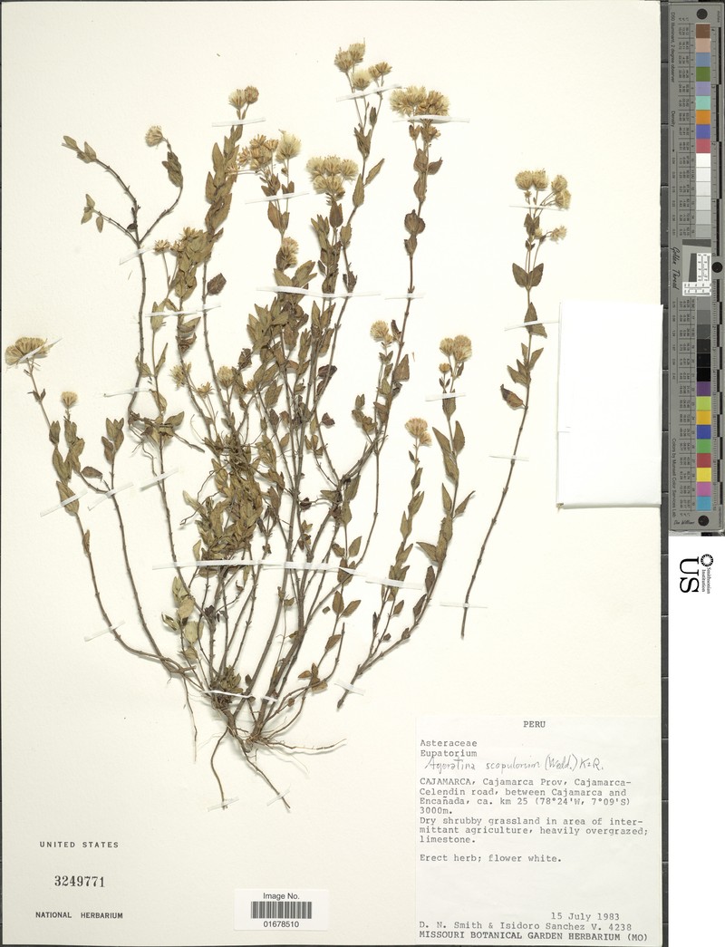 Ageratina tovarae