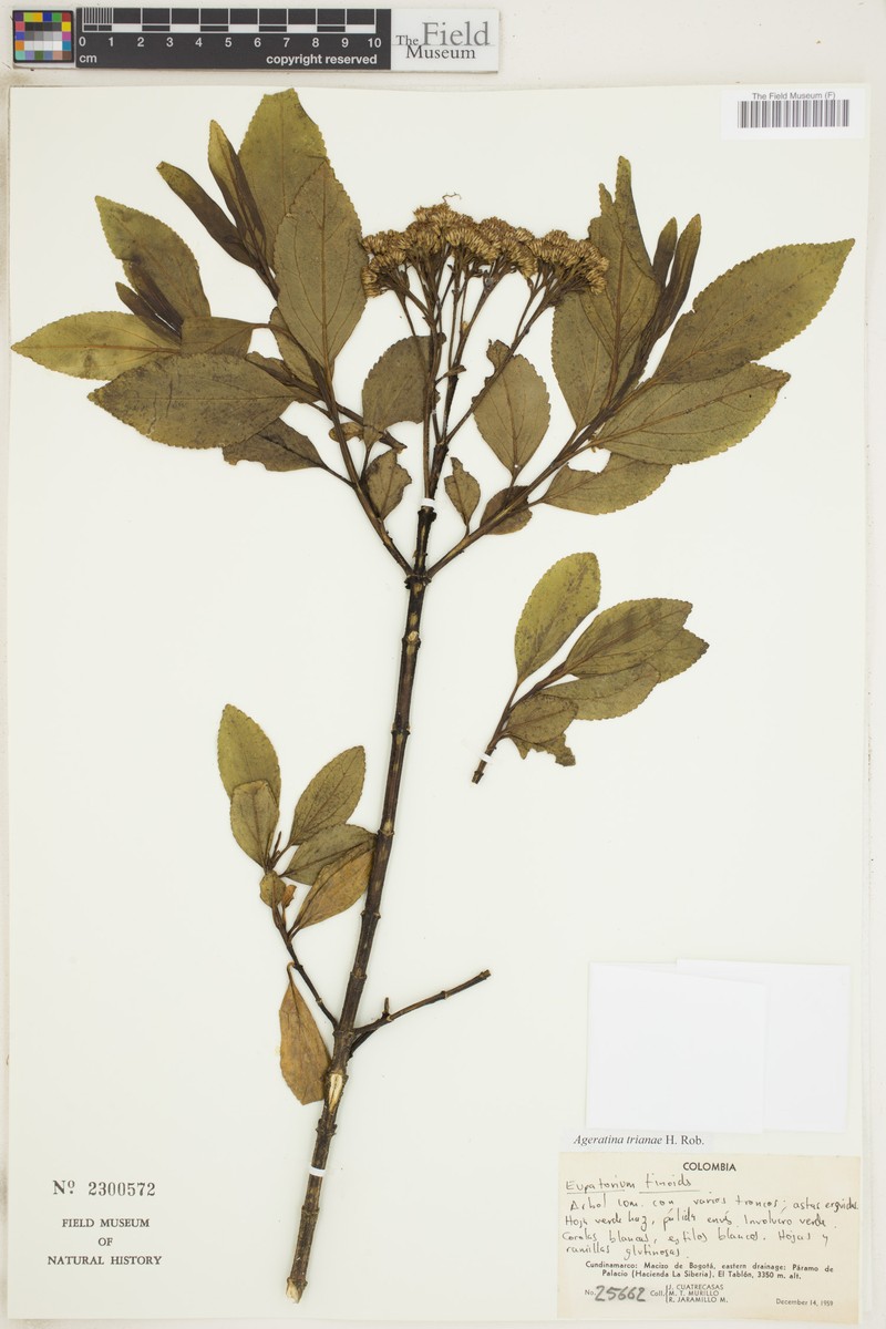 Ageratina trianae