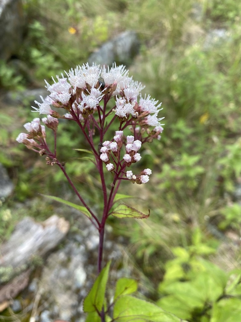 Ageratina triniona
