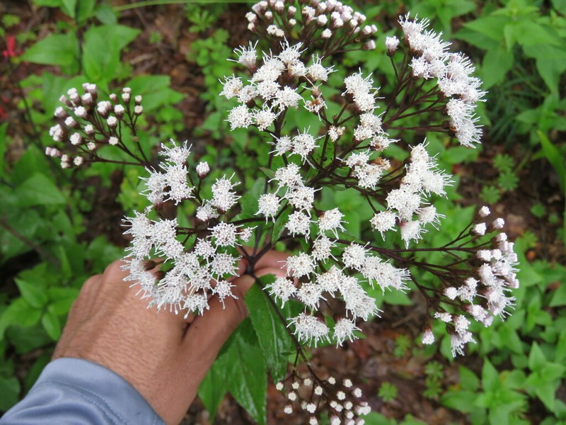 Ageratina triniona photo 2