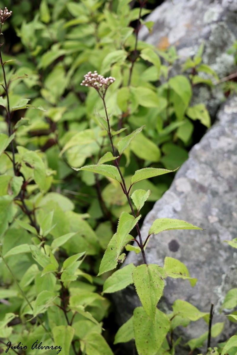 Ageratina triniona photo 3