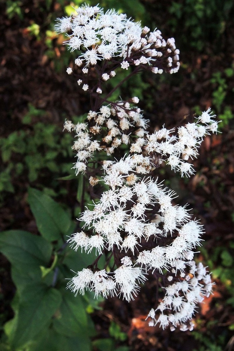 Ageratina triniona photo 4