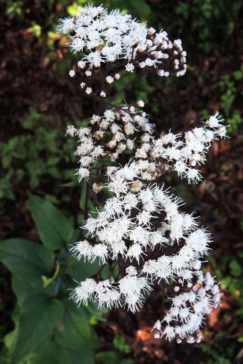 Ageratina triniona photo 5
