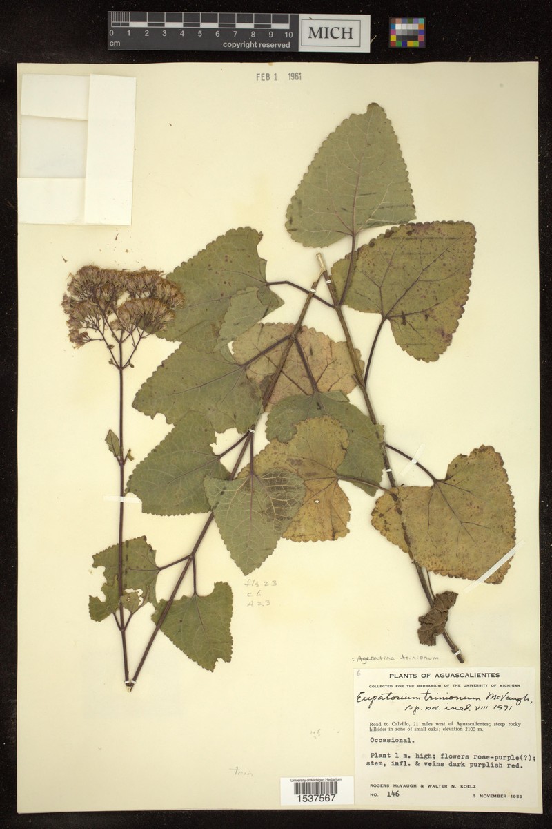 Ageratina triniona photo 6