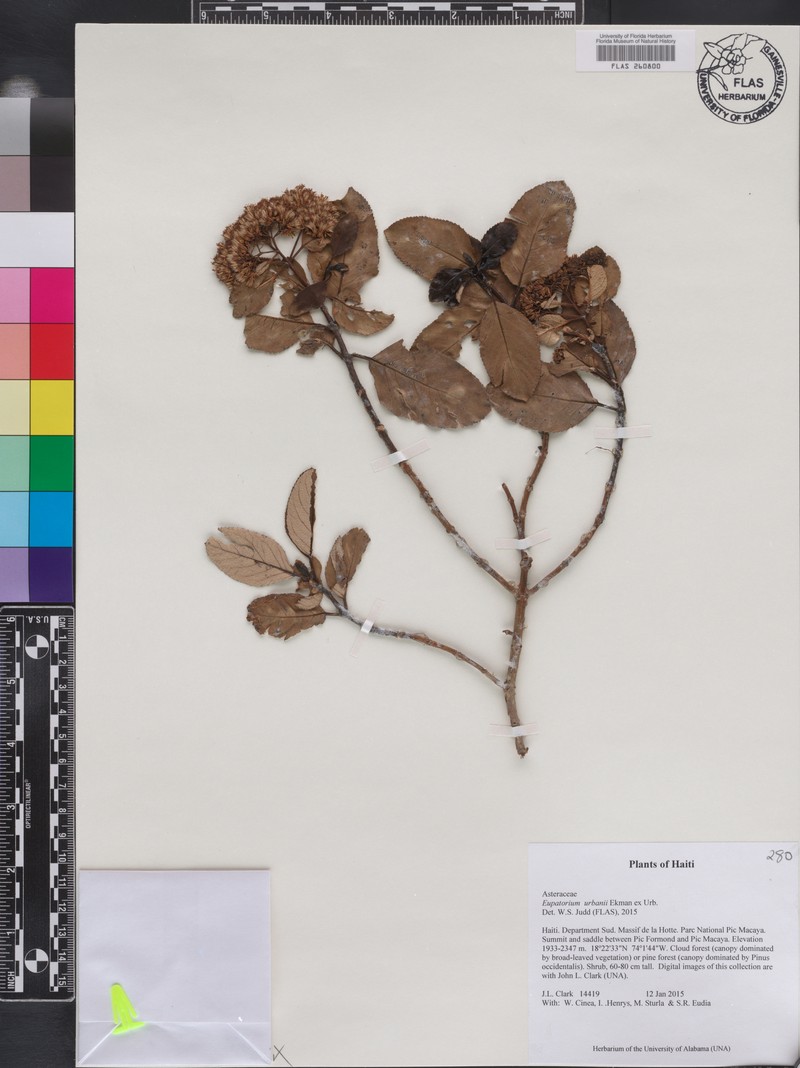 Ageratina urbani