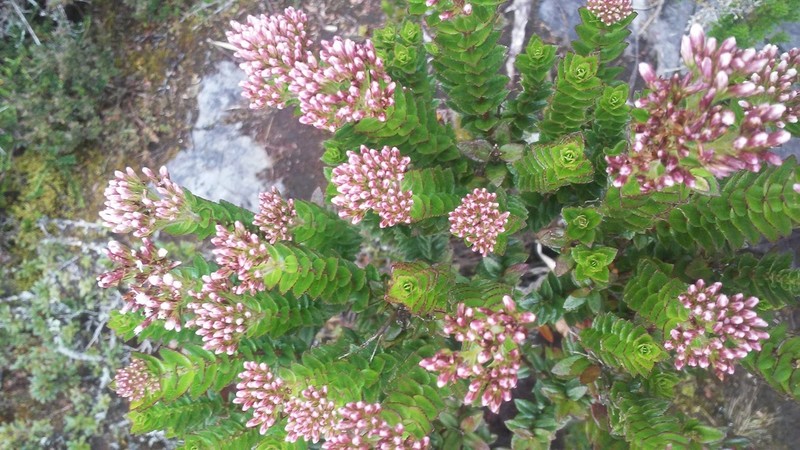 Ageratina vacciniifolia
