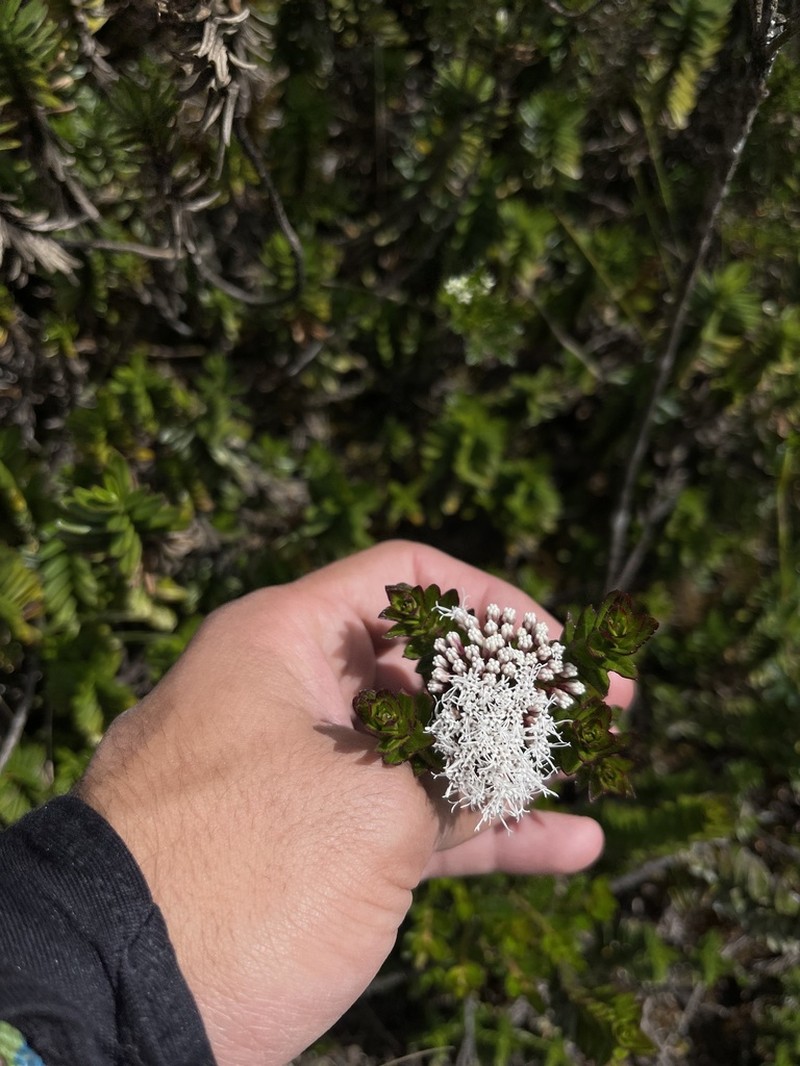Ageratina vacciniifolia photo 3