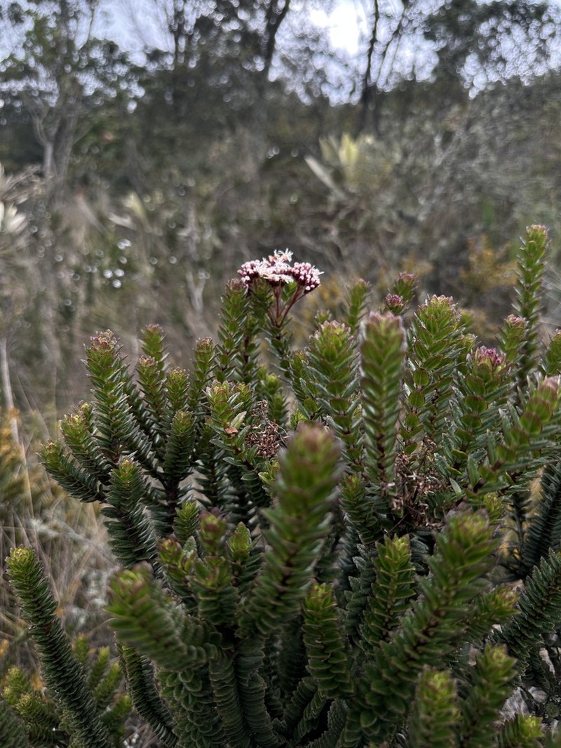 Ageratina vacciniifolia photo 6