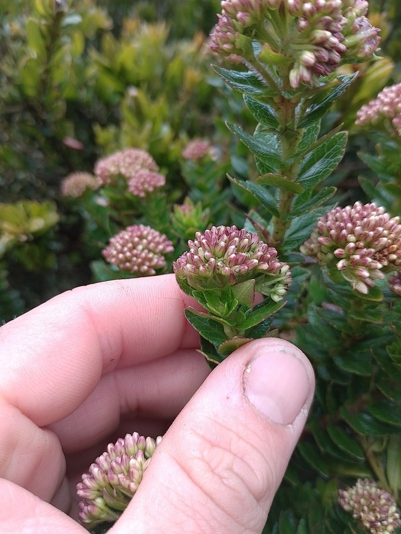 Ageratina vacciniifolia photo 7