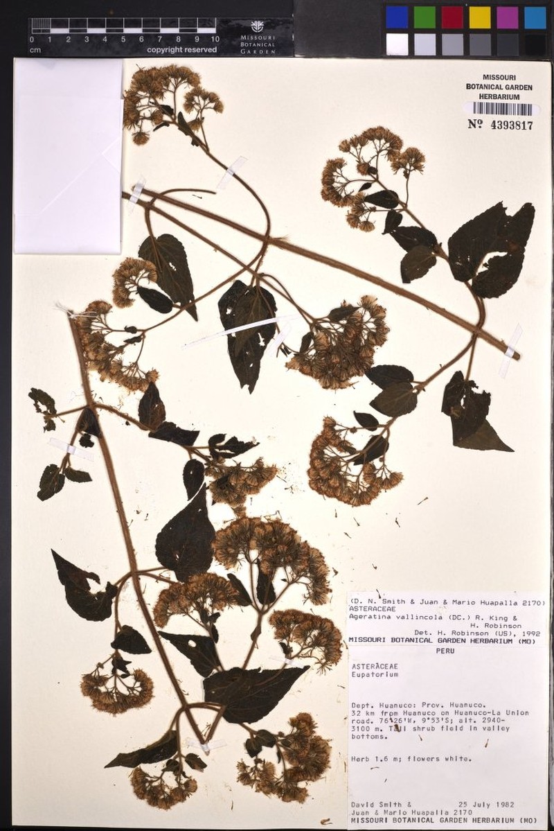 Ageratina vallincola