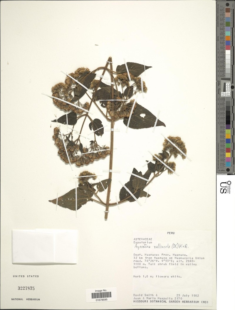 Ageratina vallincola photo 2