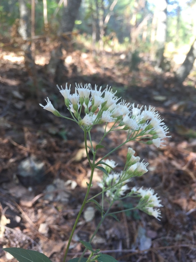 Ageratina venulosa